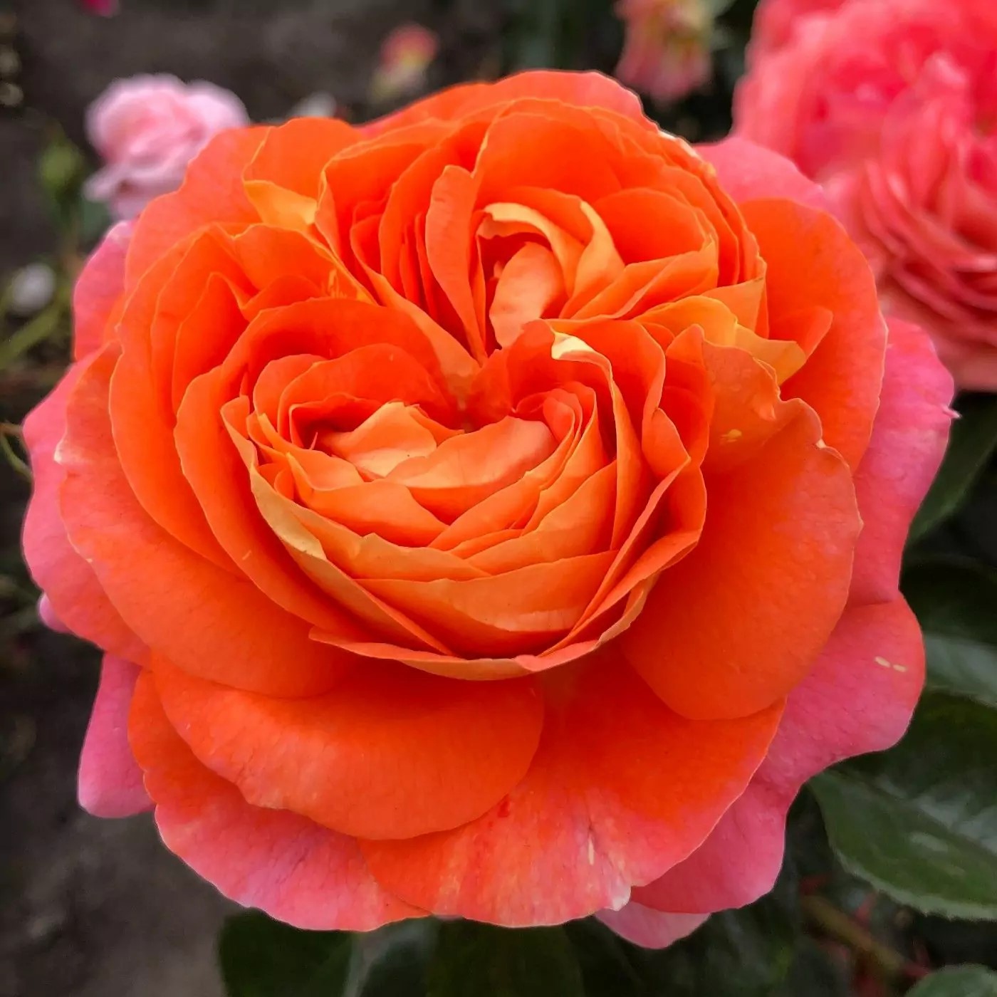 Роза флорибунда Самба штамб 80